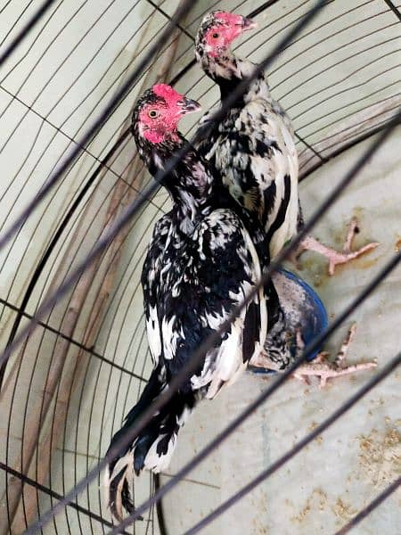 Aseel Thai / Aeel Heera / Murghi / white heera / Aseel hen for sale 19