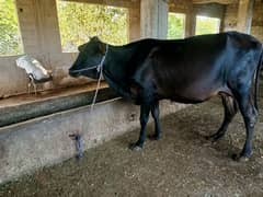 2 cows for sale. . 03125457586