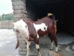 bakra