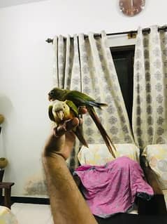 pineapple conure