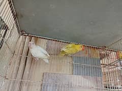 Albino red I or pastal ino or parblue ino  albino split pairs for sale