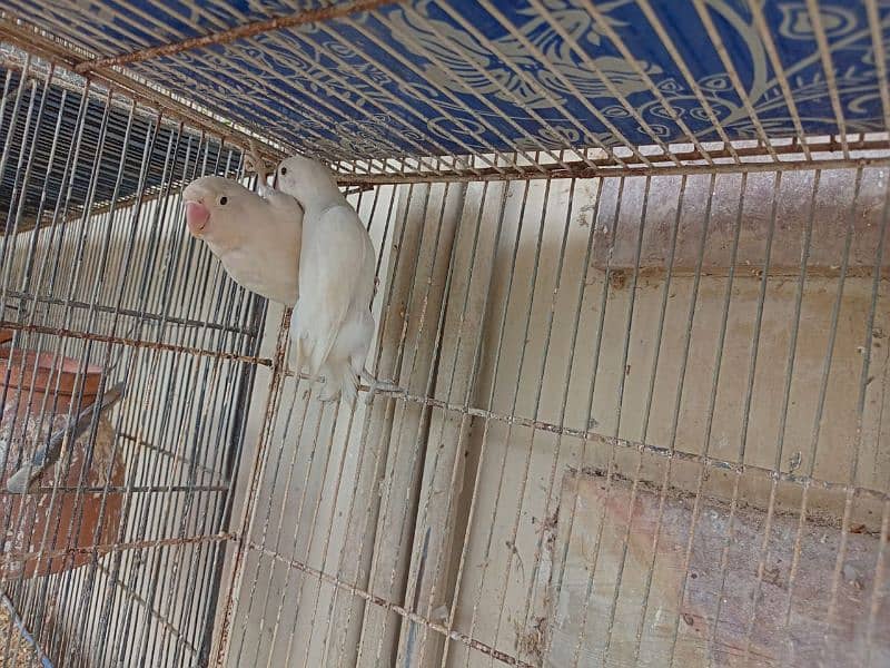 Albino red I or pastal ino or parblue ino  albino split pairs for sale 12