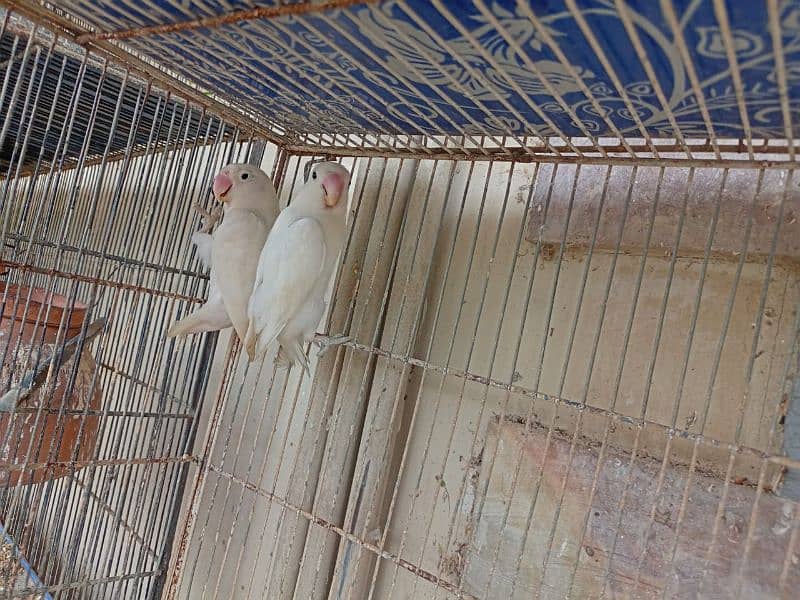 Albino red I or pastal ino or parblue ino  albino split pairs for sale 13