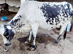 cross cow | pragnant cow | Bufflow | wacha | cow | بھینس | dasi cow