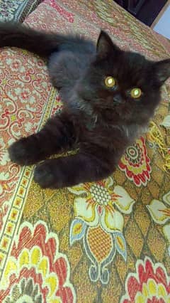 persion balck male kitten for sale