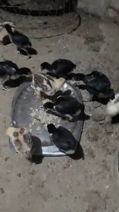 Black aseel chicks