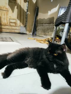 Persian stud male cat up for sale 2 years old.