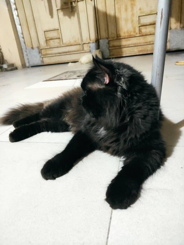 Persian stud male cat up for sale 2 years old. 1