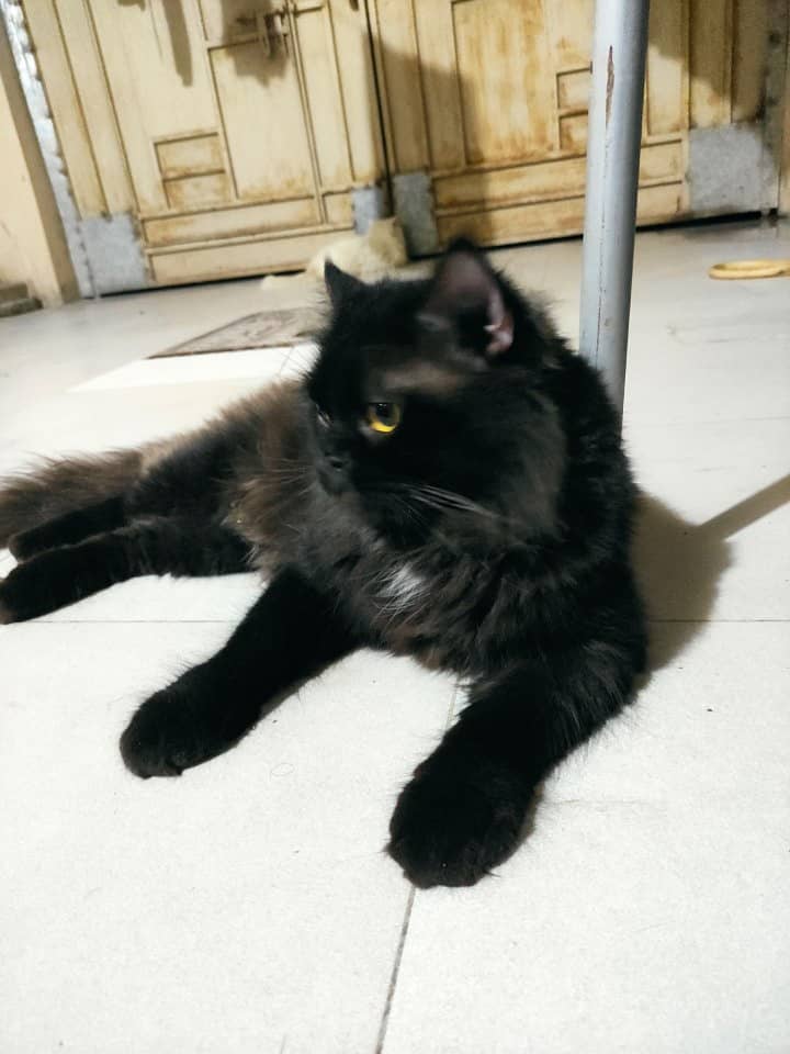 Persian stud male cat up for sale 2 years old. 2