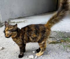 Persian Double coat Tortoise Shell Kitten