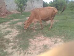 jarsi cross cow with vachi