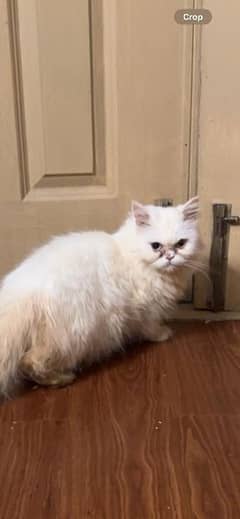 this is female persian cat 2 year for sale price 8k.