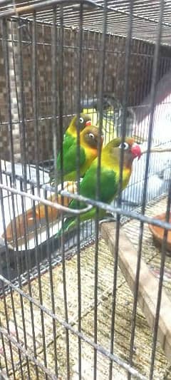 Breeder Love Bird for Sale