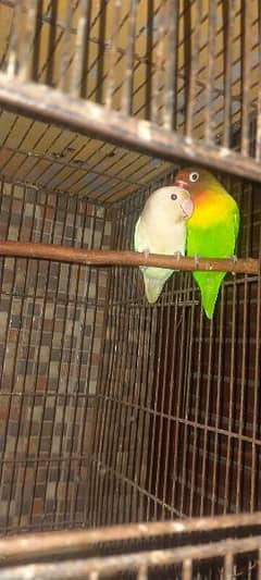 Breeder Love Bird for Sale + Wooden Cage