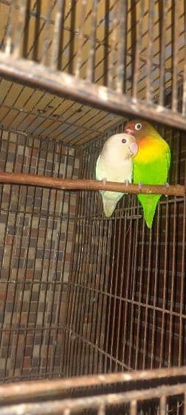 Breeder Love Bird for Sale 0