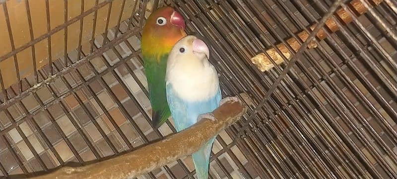 Breeder Love Bird for Sale 1