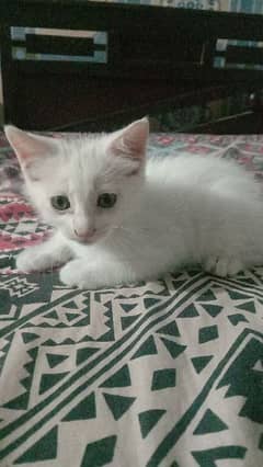 Persian Kittens Sale For Okara what's app no 03044661158