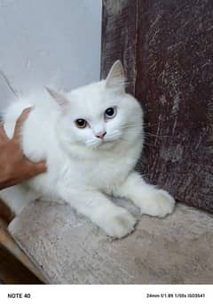 White female Persian cat 11 months old fully vaccinated