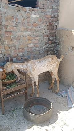 Makhichni 4dant goat for sale