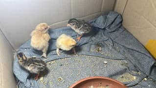 Golden Heavy Buff and Guinea fowl chicks