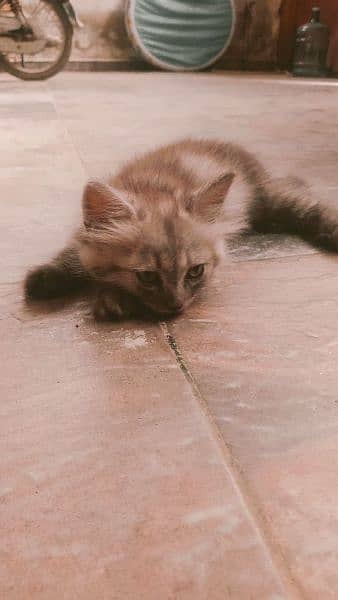 cute, healthy, active and playful Persian kitten for sale 2