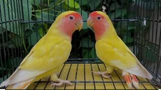 1 pair ha love birds ka for sale