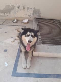 Siberian husky age 10 month vaccination