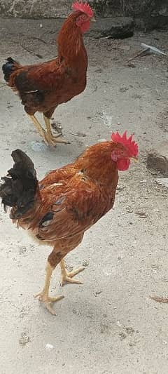 Golden misri roosters