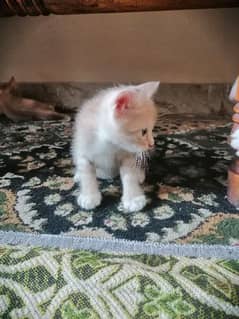 Himaliyan kittens mix Breed 3 male & 2 female