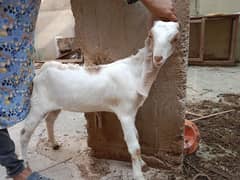 Bakri Sale 1 path 1 bacha 2 4 dant urgent sale