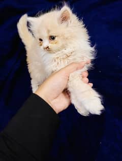 Pure persian female kittens for sale!