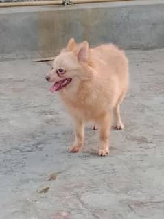 Pomeranian