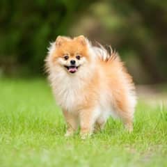 Pomeranian puppy top Quality