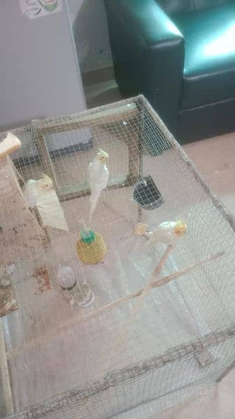 Pure white F1 breeder cocktail. 2200/Bird 0