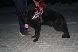 GSD Black male pedigree available for forever home