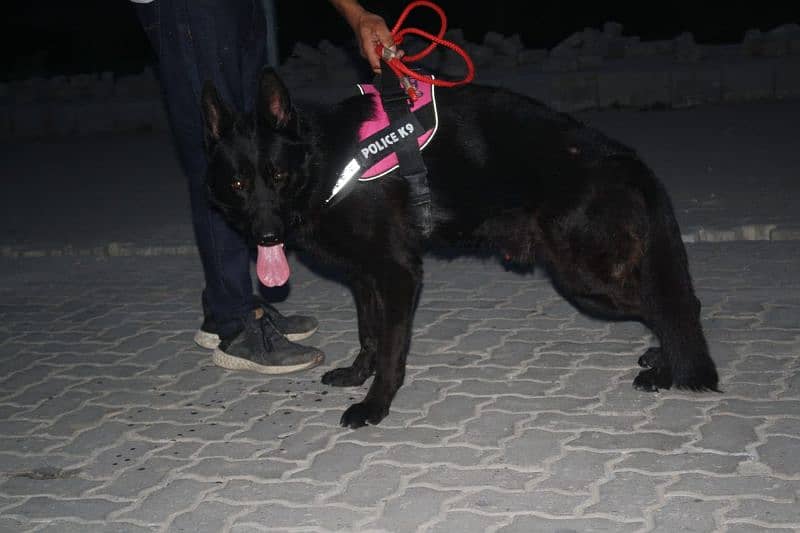 GSD Black male pedigree available for forever home 0