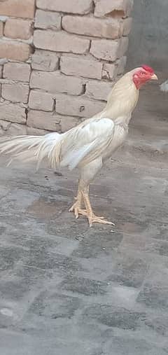 White Heera aseel murga for sale