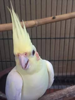 FEMALE COCKATIEL  FOR SALE