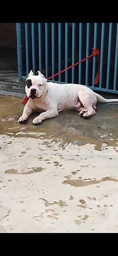 AMERICAN BULLY MALE (03453207705) my Whatsapp number