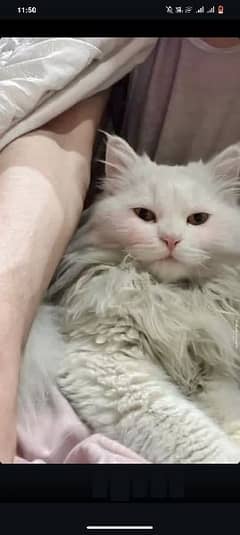 White Persian cat 0