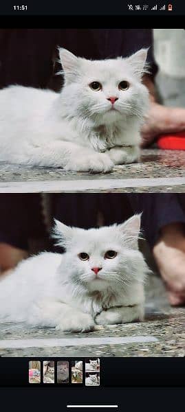 White Persian cat 1