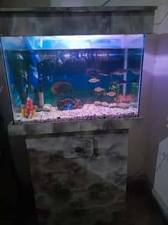 Fish aquarium