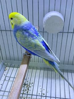 RAINBOW BUDGIES (0347-2433231) BAJRI BUDGERIGAR BAJRI TOTA