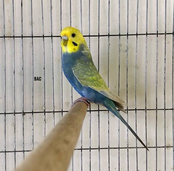 RAINBOW BUDGIES CAGES  (0347-2433231) BAJRI BUDGERIGAR BAJRI TOTA 1