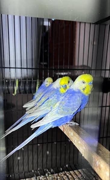 RAINBOW BUDGIES CAGES  (0347-2433231) BAJRI BUDGERIGAR BAJRI TOTA 2