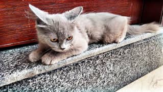 Persian cat for adoption