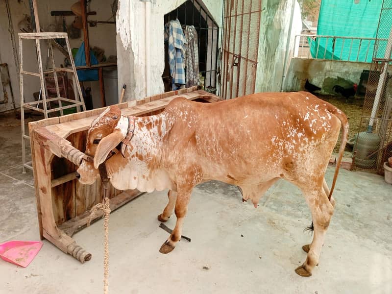 cow for sale what app number 03002178244 3