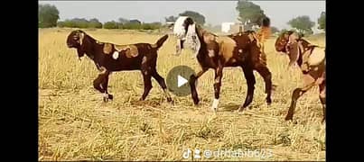 Gujrat beetal breed