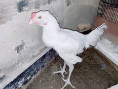 heera male white eyes white nok nalli.