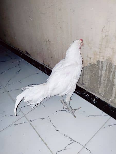 heera pair white eyes white nok nalli. 9